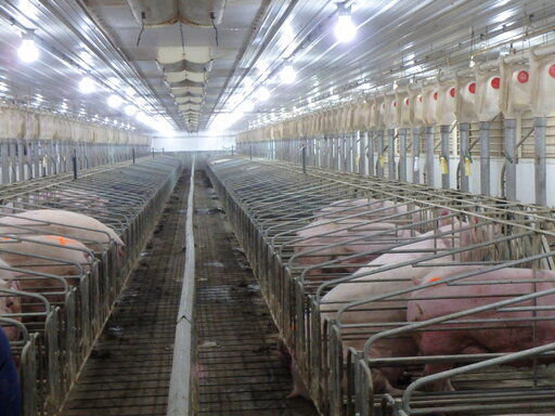Bacon may disappear in California as pig rules take effect